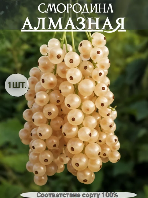 Смородина жёлтая Алмазная морозостойкая